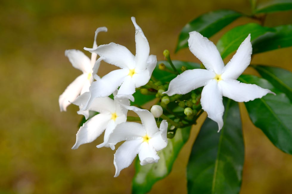 white sampaguita jasmine or sarabian jasmine tropical white river