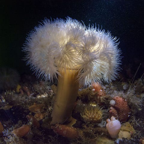 De Metridium senile is een zeeanemoon die een verbluffende gelijkenis vertoont met een bloem Zijn bloemblaadjes zijn tentakels