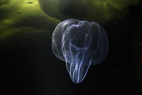 Dit wezen dat doet denken aan een brein is een ribkwal van de soort Mnemiopsis ctenophore Deze ribkwal steekt niet maar is een vleeseter die zich voedt met alles wat op zijn weg komt ook andere ribkwallen
