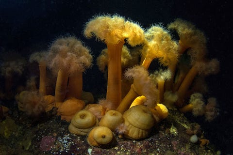 De zeeanemoon Metridium senile is een roofdier dat met zijn tentakels kleine organismen vangt die op de zeestroming voorbijdrijven