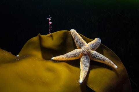 Een spookkreeftje zit op een suikerwier Laminaria saccharina en bekijkt hoe een vleesetende zeester op voedsel jaagt