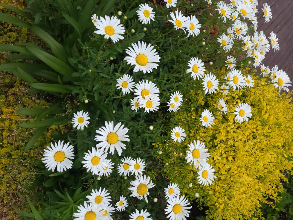 white shasta daisy, leucanthemum superbum, flowers in close up with a blurred background of leaves