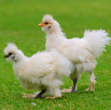 white silkie chickens