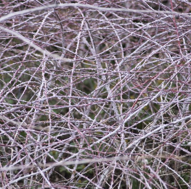 Crown of Thorns Bush