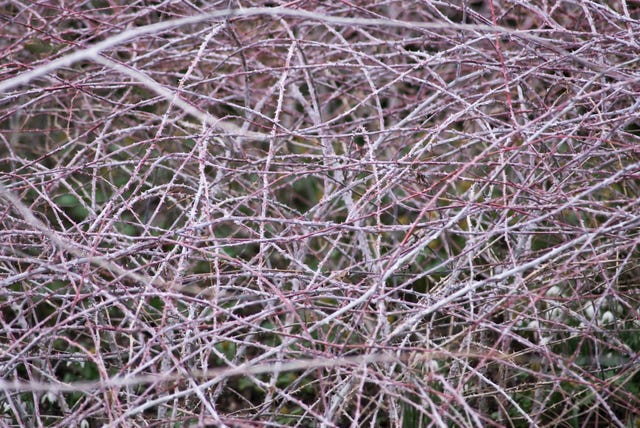 Crown of Thorns Bush