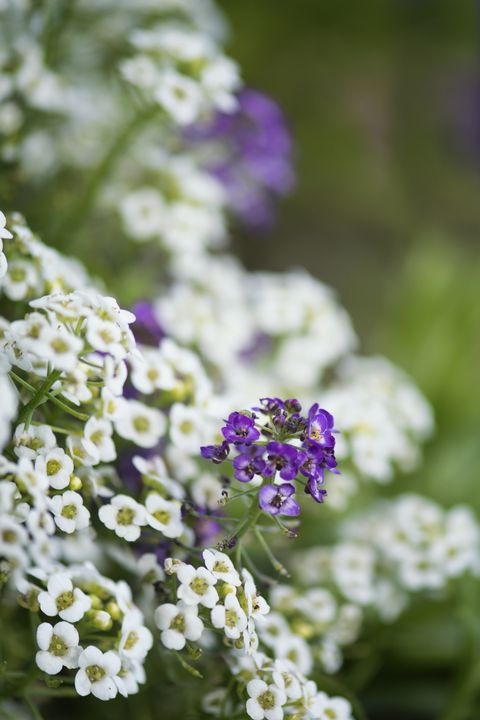 white sweet alyssum in full bloom in container