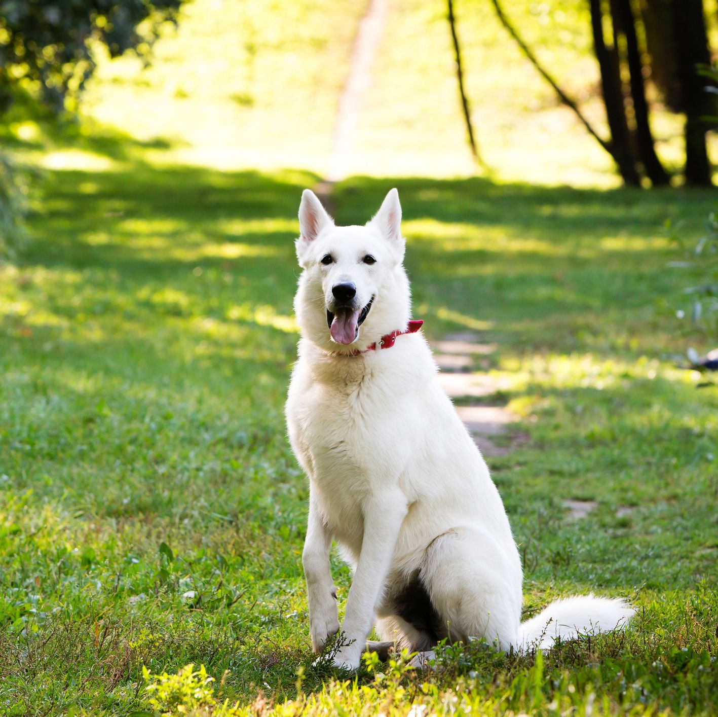 Premium White Swiss Shepherd Dogs Are Being Sold Off As Cheaper German ...