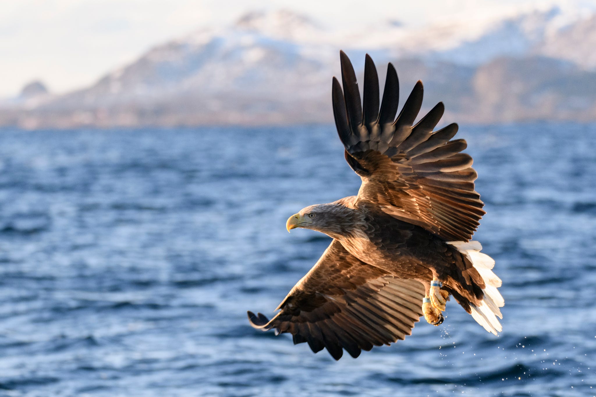 Britain's largest bird of prey the white-tailed eagle set to