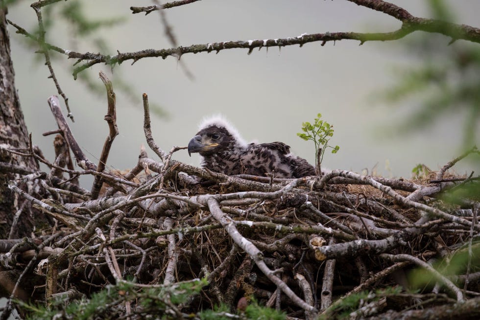 White-tailed eagles set to return to England's skies after 240 years