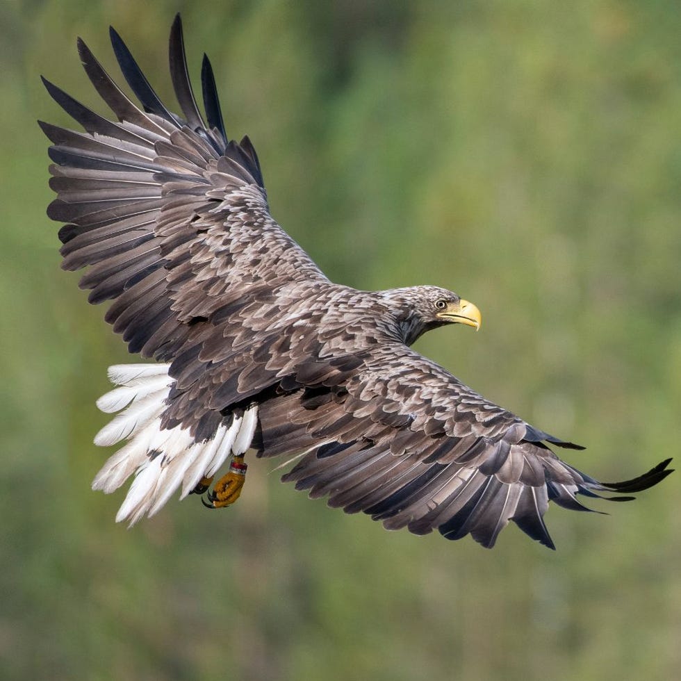 BBC Blogs - Springwatch - Wing Tips: Identifying our birds of prey