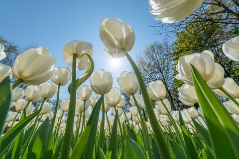 white tulip flower bed against blue sky