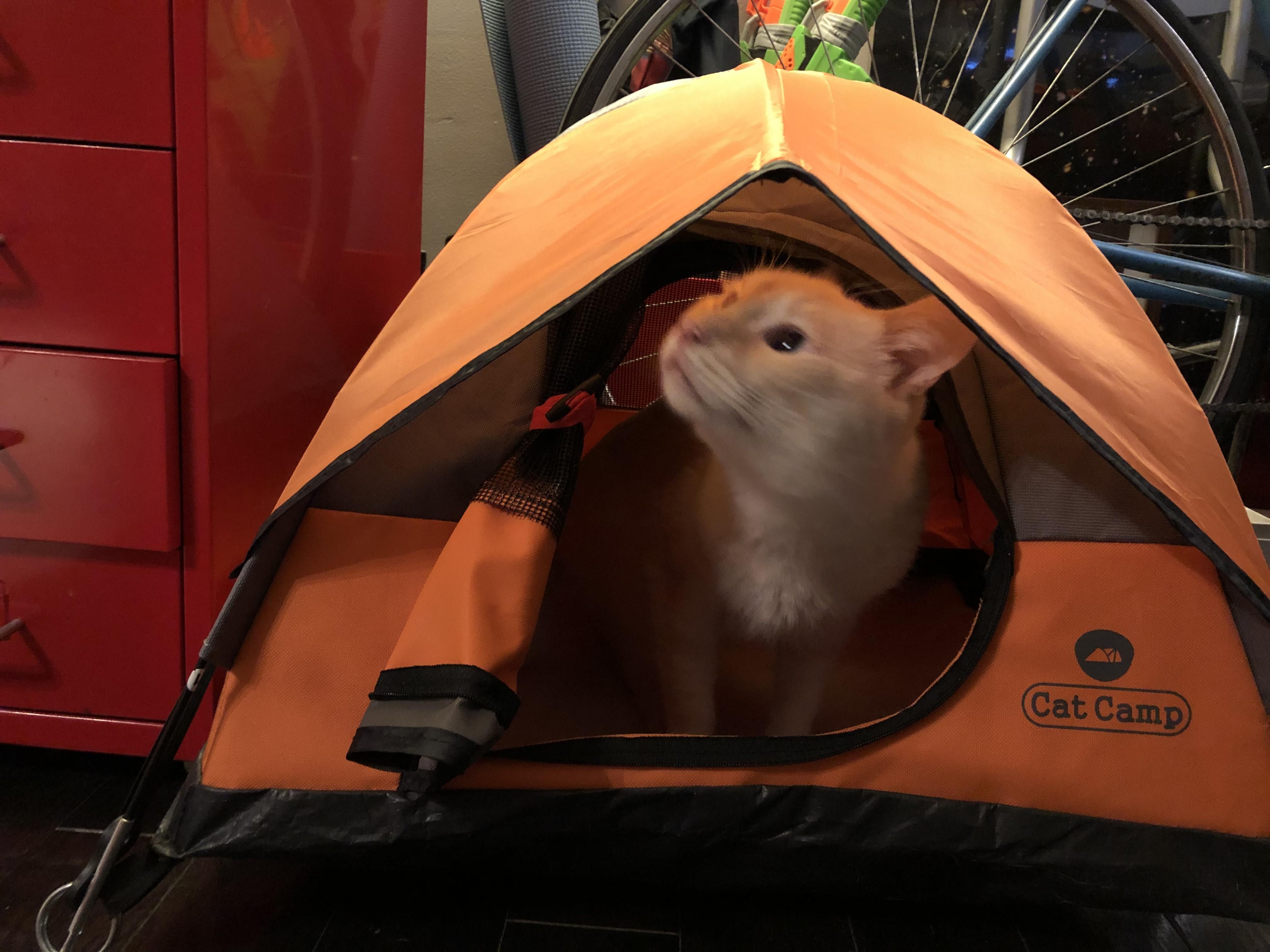 mini tent for cats