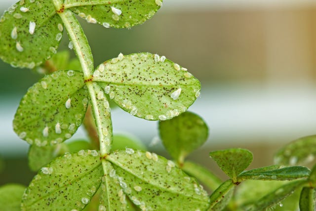 How To Get Rid Of Whiteflies