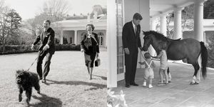 アメリカ合衆国大統領が居住し、執務を行う公邸と言えばホワイトハウス。実は歴代大統領家族は動物好きが多く、ホワイトハウスでペットを飼っていた事例がほとんど！今回は、大統領の大切な家族である歴代ペットをご紹介。