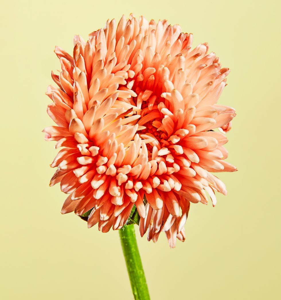 a flower stem