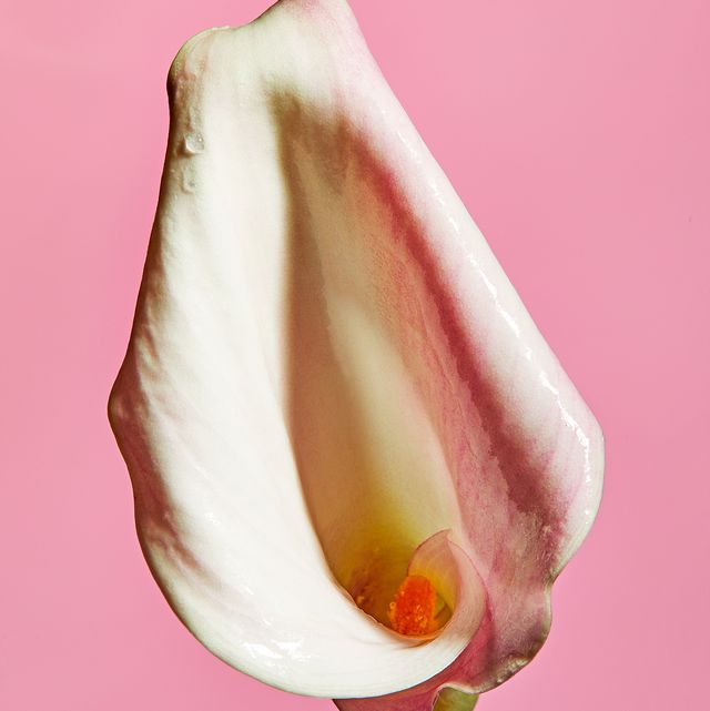 clitoris flower