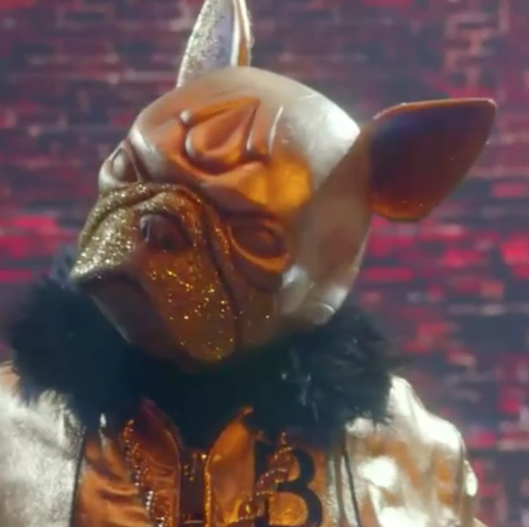 who is bulldog on 'the masked singer'  the bulldog revealed, spoilers, clues, and season 5 guesses