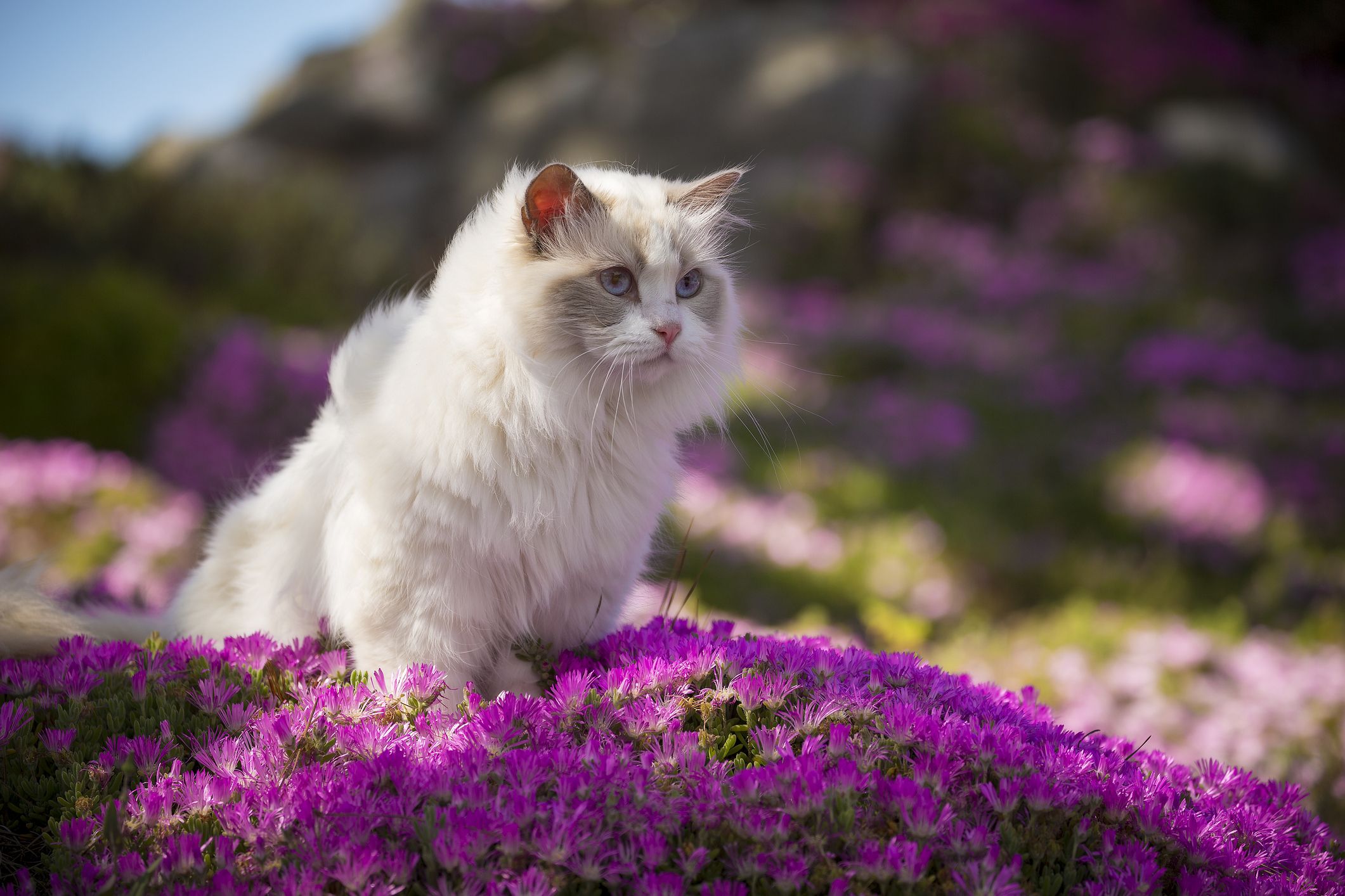 II. The Origin and History of Ragdoll Cats