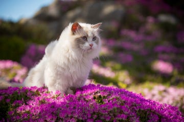 Why Cats Are Best Pets - 15 Reasons to Adopt a Cat