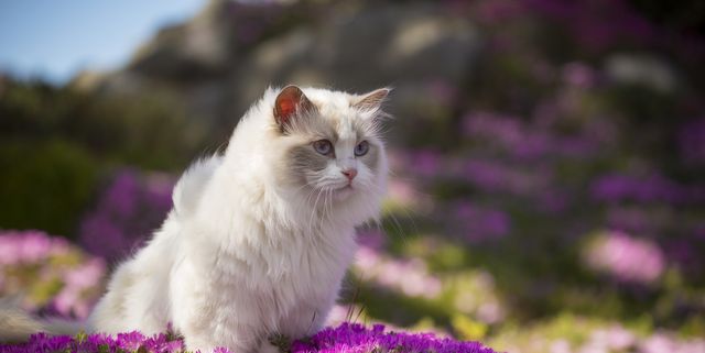 20 Reasons Why Cats Make the Best Pets - Facts About Cats