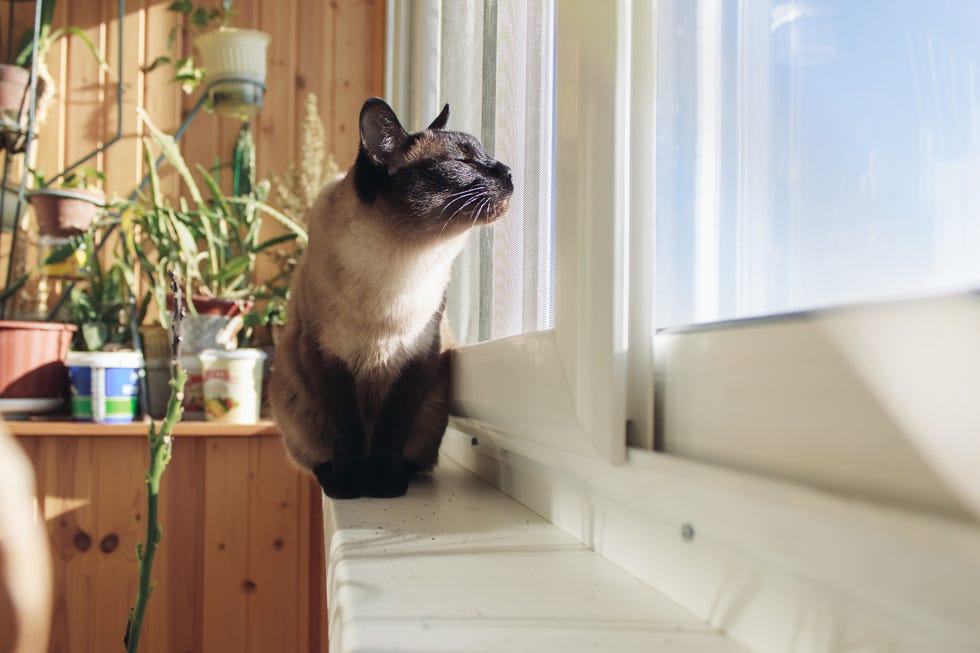 Why Cats Are Best Pets - Ideal for Apartments