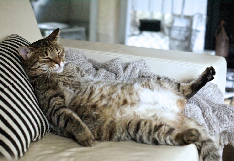 Why Cats Are Best Pets - Independent