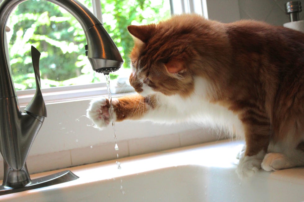 Why Cats Are Best Pets - Intelligent Animals