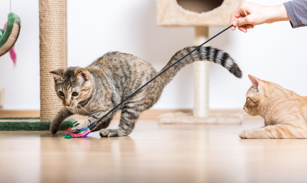 Why Cats Are Best Pets - Playful, Entertaining