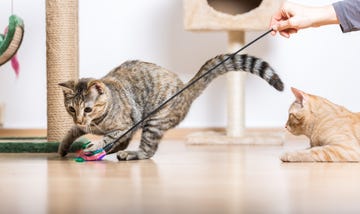 razones por las que los gatos son las mejores mascotas caseras
