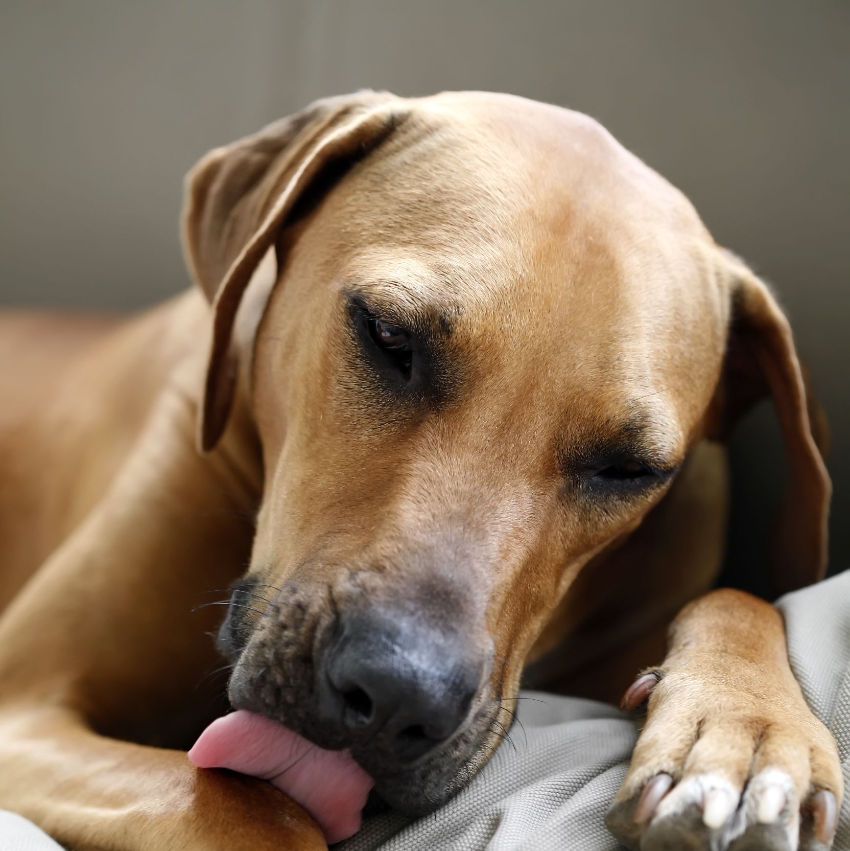 5 Reasons Why Dogs Like to Lick You and Themselves