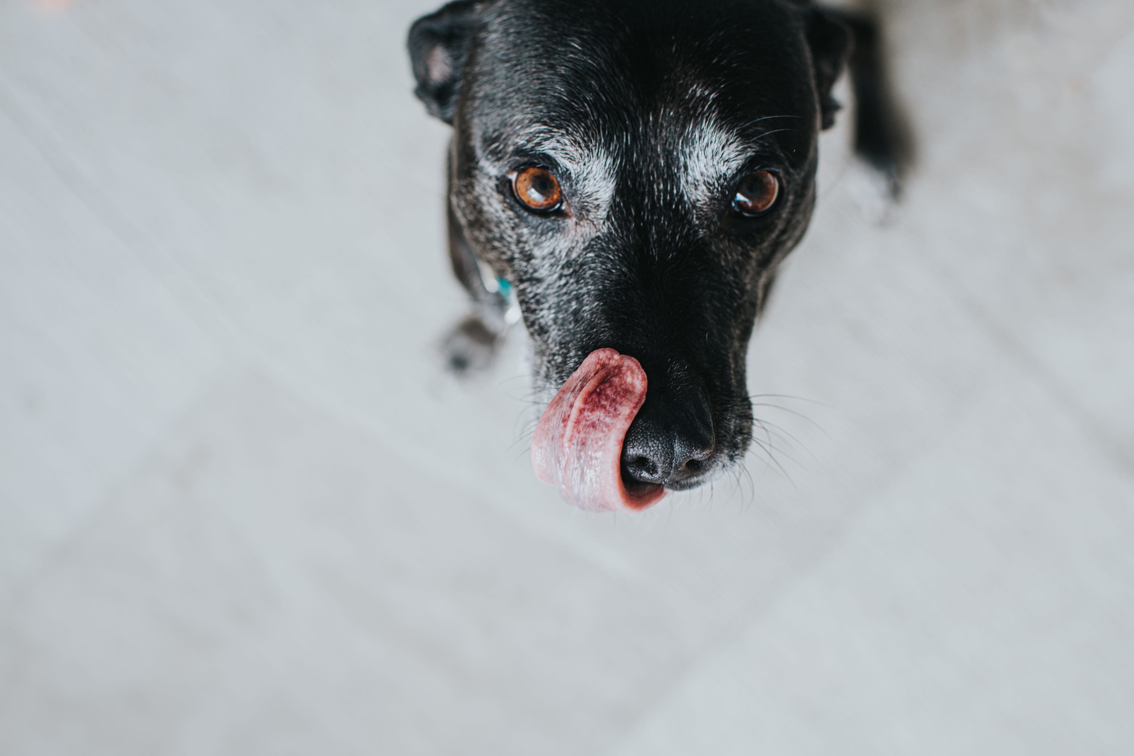 what does it mean when a dog licks another dogs face