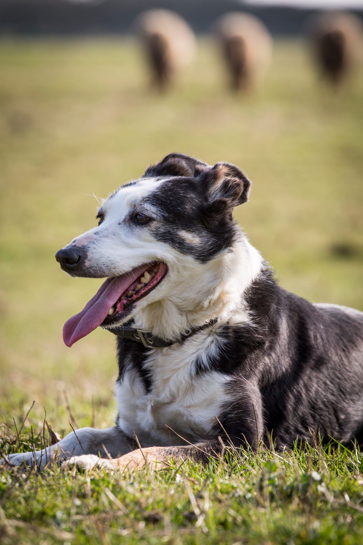 Why do dogs lick you? And Are Dog Licks Really Kisses?