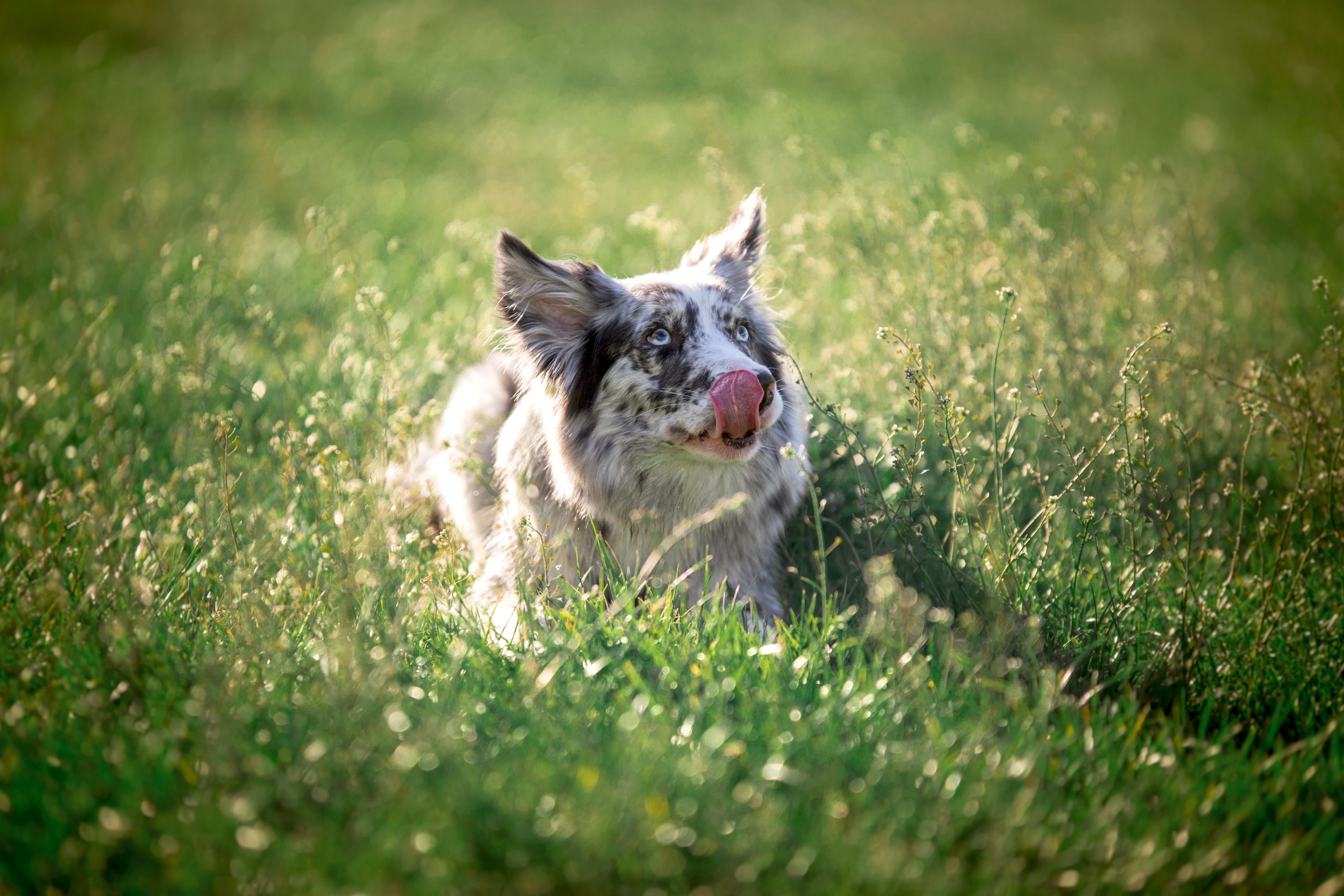 how do i stop my puppy from eating grass