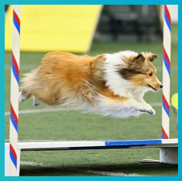 rally obedience, dog agility, dog, canidae, dog sports, flyball, dog breed, animal sports, carnivore, shetland sheepdog,