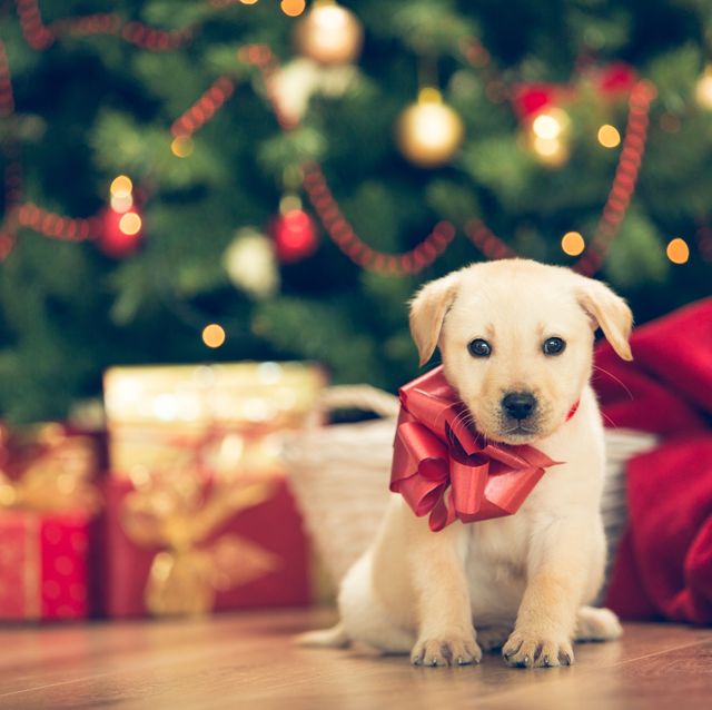 Giving dogs as a present is not a good idea - Dogalize
