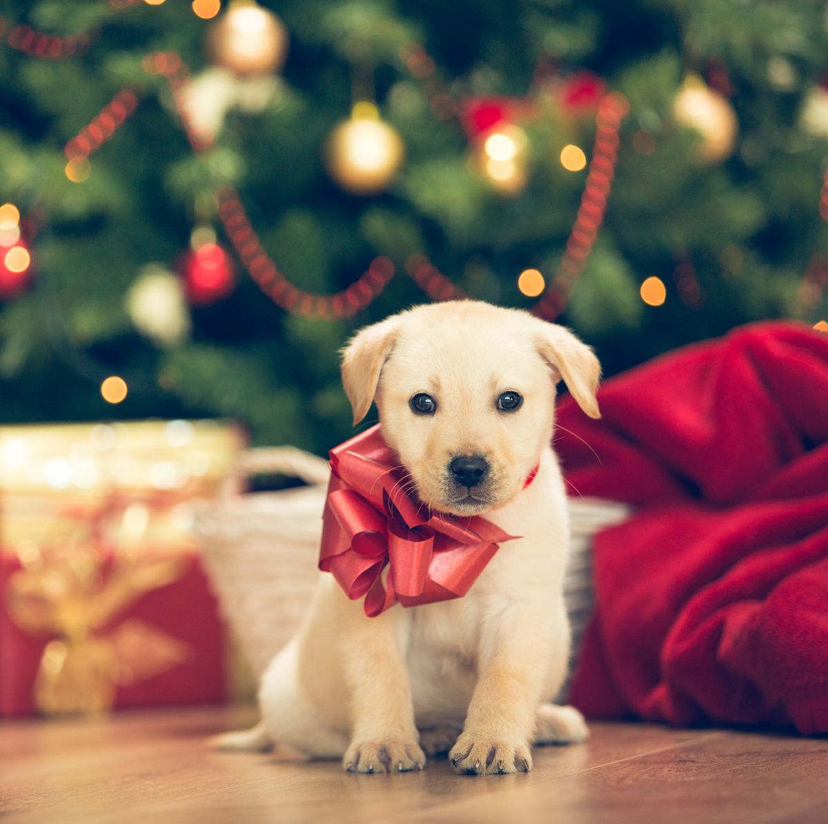 Do Pets Make Good Gifts? The Right Way to Gift a Dog or Cat
