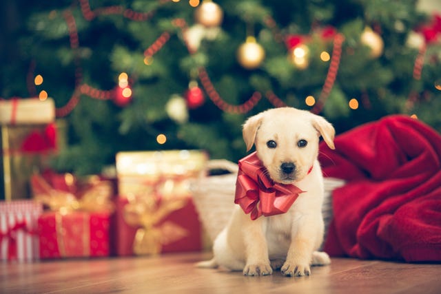 Giving a Puppy as a Gift: the Right Way to Do Christmas Puppies