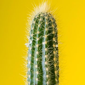 Cactus, Terrestrial plant, Thorns, spines, and prickles, Vegetation, Plant, Acanthocereus tetragonus, Flower, Saguaro, Botany, Close-up, 