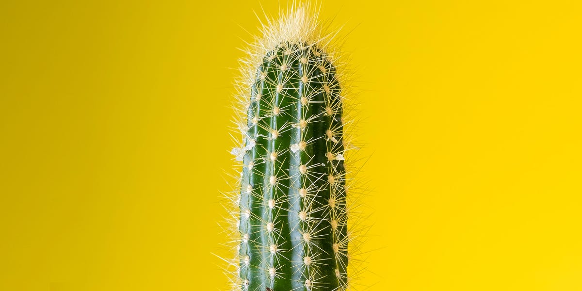 Акантоцереус. Acanthocereus tetragonus уход.