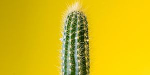 Cactus, Terrestrial plant, Thorns, spines, and prickles, Vegetation, Plant, Acanthocereus tetragonus, Flower, Saguaro, Botany, Close-up, 