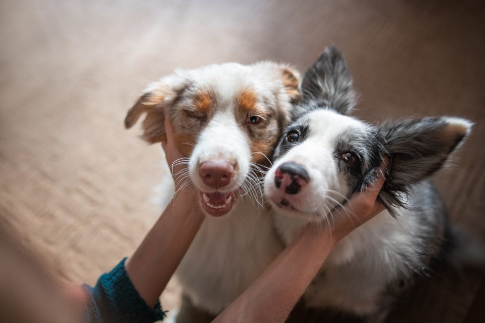 why you need to get your dog microchipped