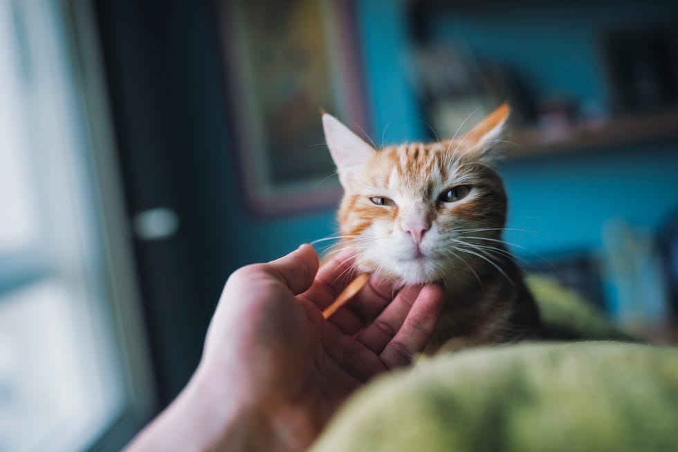 why you need to get your dog microchipped