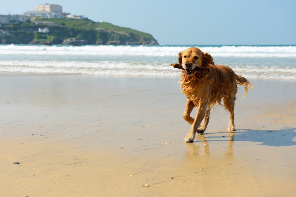 why you need to get your dog microchipped
