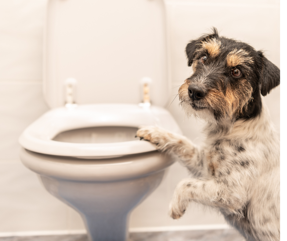 whyyoushouldclosethetoiletlidwhenyouflush