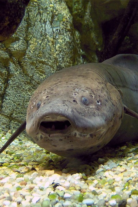 45 Coolest Animals: The Most Extreme Things Creatures Do To Survive 45 Coolest Animals: The Most Extreme Things Creatures Do To Survive