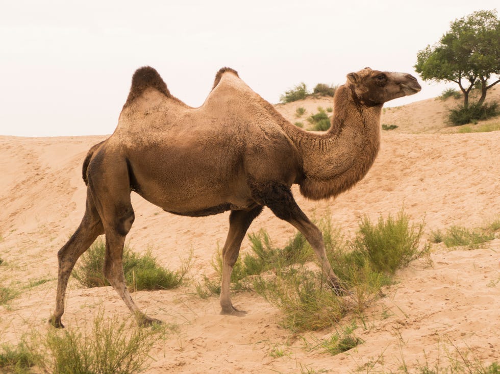 wild bactrian camel two humps in inner mongolia china near xilinhot