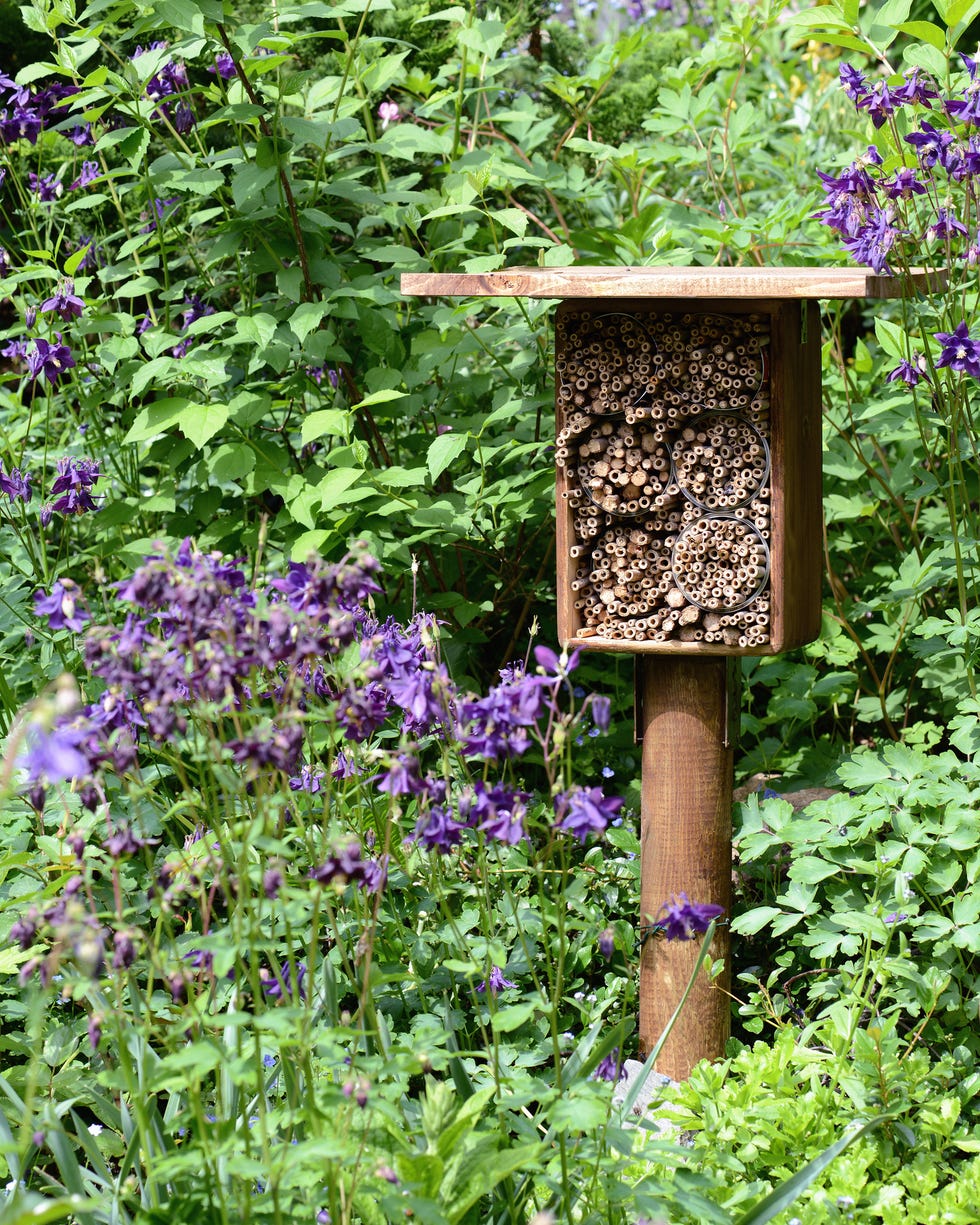 How to rewild your backyard wildlife sanctuary How to rewild your backyard wildlife sanctuary