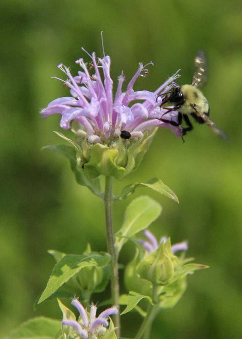 wild bergamot and bumblebee gathering nectare