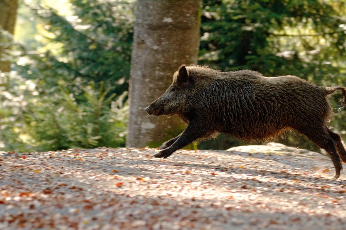 wild boar sus scrofa bounding