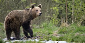 wild brown bear in the carparthian mountains